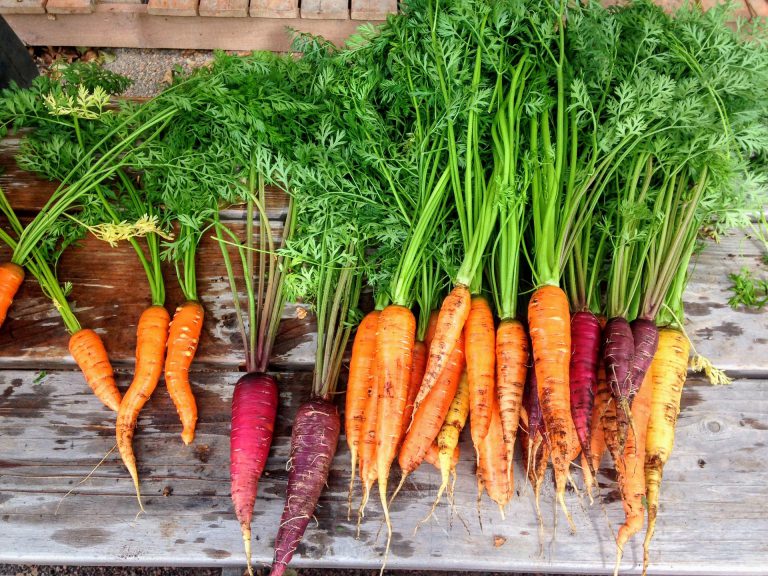 Can Carrots Really Make You See In The Dark?