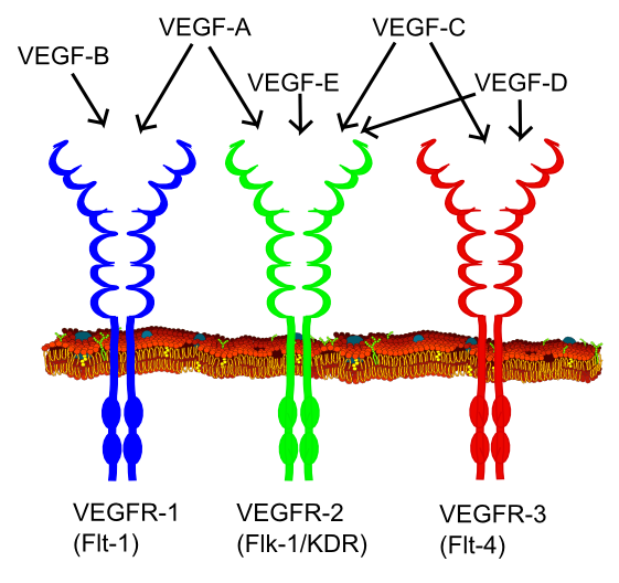 VEGF Receptors can get damaged due to poor diabetic eye care